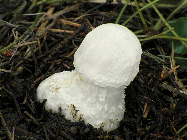 pečiarka Agaricus sp.