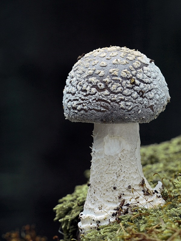 muchotrávka hrubá Amanita excelsa (Fr.) Bertill.