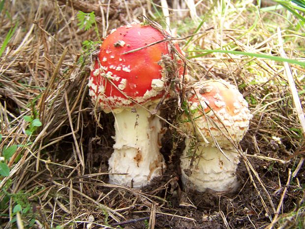 muchotrávka červená Amanita muscaria (L.) Lam.