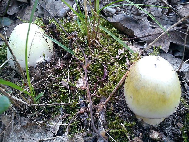 muchotrávka zelená Amanita phalloides (Vaill. ex Fr.) Link