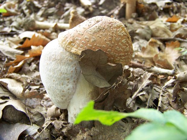 muchotrávka červenkastá Amanita rubescens (Pers.ex Fr.) S.F.Gray