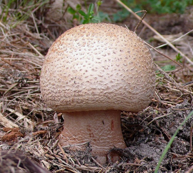 muchotrávka červenkastá Amanita rubescens Pers.