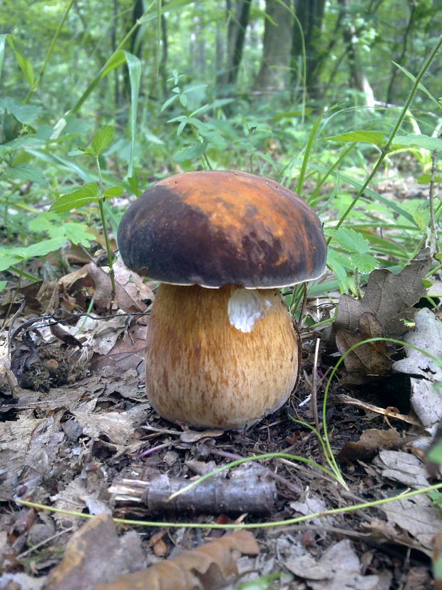 hríb bronzový Boletus aereus Bull. ex Fr.