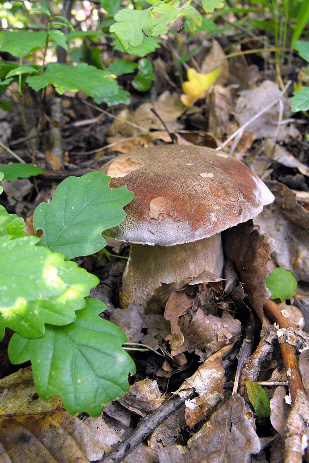 hríb bronzový Boletus aereus Bull. ex Fr.