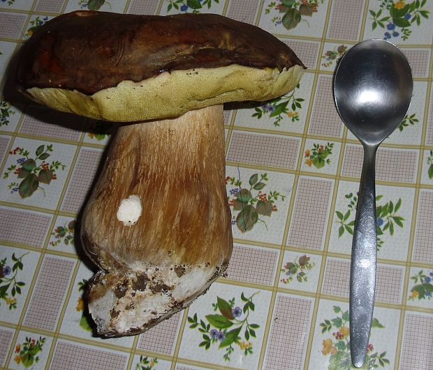 hríb bronzový Boletus aereus Bull. ex Fr.