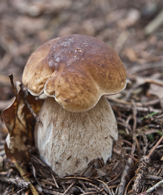 hríb smrekový Boletus edulis Bull.