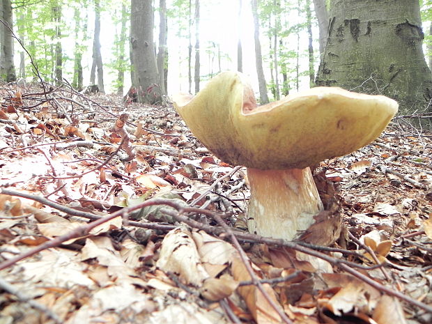 hríb smrekový Boletus edulis Bull.