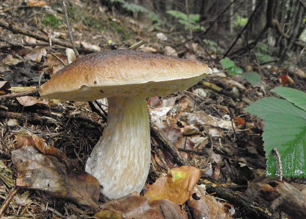 hríb smrekový Boletus edulis Bull.