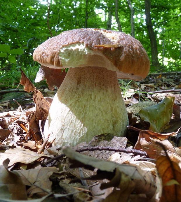 hríb smrekový Boletus edulis Bull.