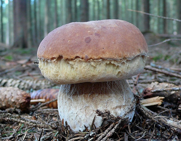 hríb smrekový Boletus edulis Bull.