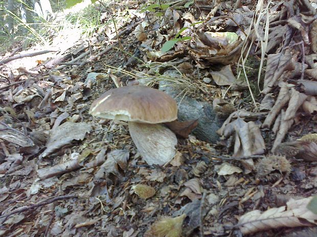 hríb smrekový Boletus edulis Bull.