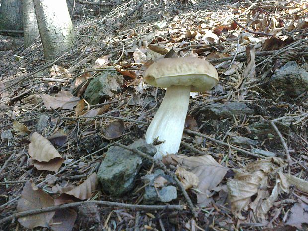 hríb smrekový Boletus edulis Bull.