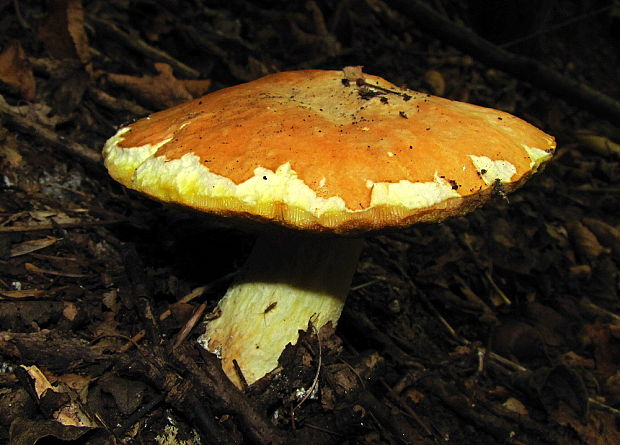 hríb Boletus sp.