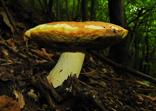 hríb Boletus sp.