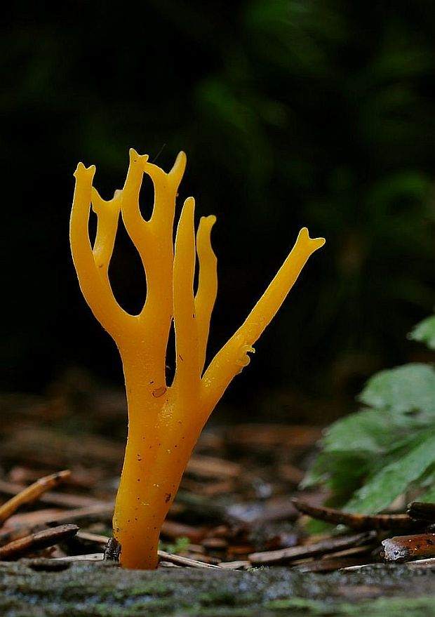 parôžkovec lepkavý Calocera viscosa (Pers.) Fr.