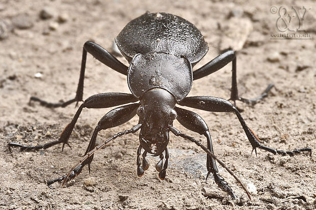 bystruška kožovitá  Carabus coriaceus