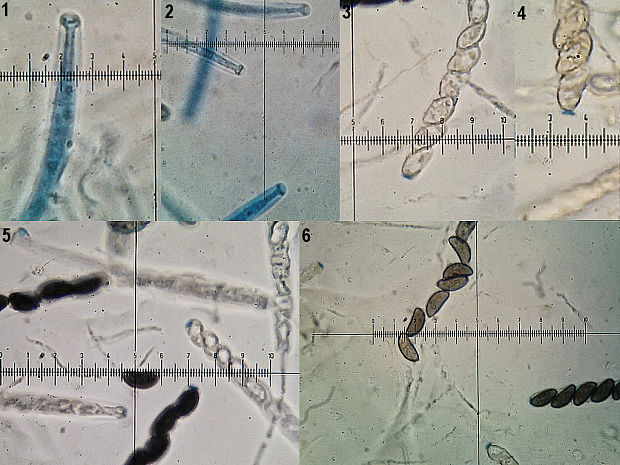 daldínia Daldinia petriniae Y.M. Ju, J.D. Rogers & F. San Martín