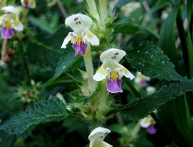 konopnica úhľadná Galeopsis speciosa Mill.