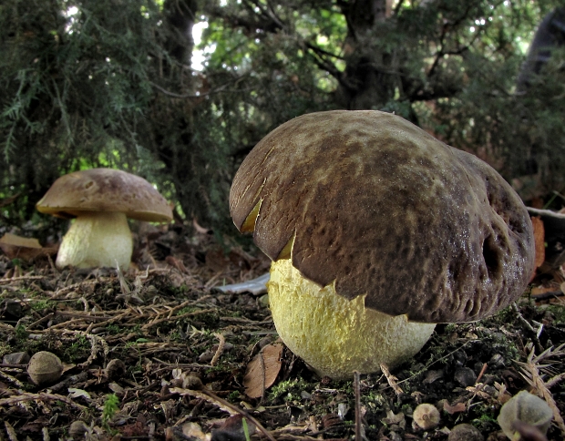 hríb jamkatý Hemileccinum depilatum (Redeuilh) Šutara