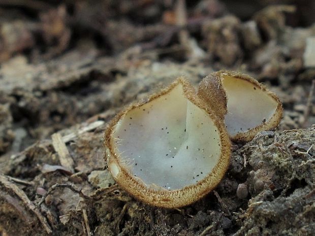 humária polguľovitá Humaria hemisphaerica (F.H. Wigg.) Fuckel