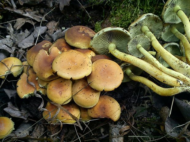 strapcovka tehlovočervená Hypholoma lateritium (Schaeff.) P. Kumm.