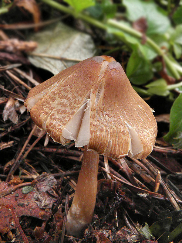 vláknica Inocybe sp.