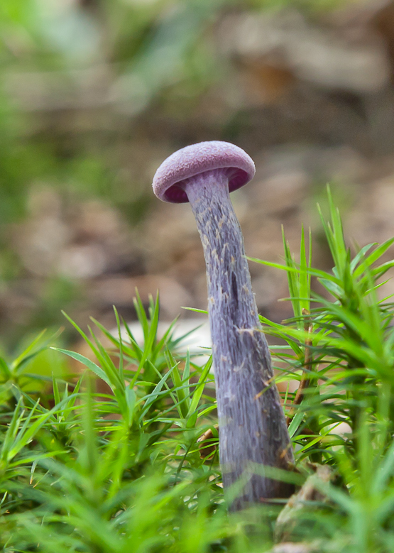 lakovka ametystová Laccaria amethystina (Huds.) Cooke