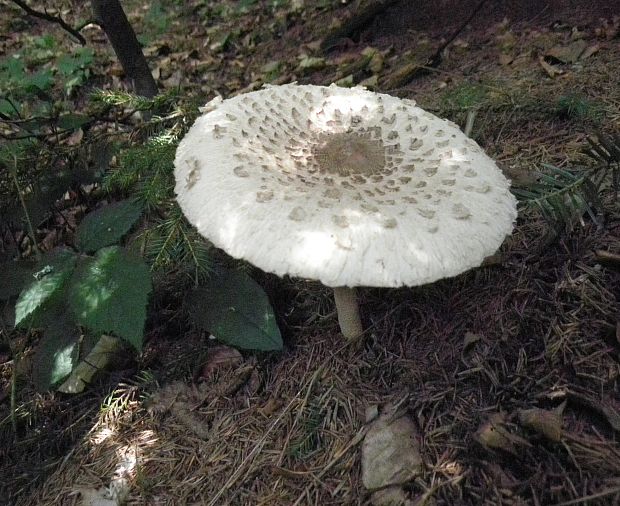 bedľa vysoká Macrolepiota procera (Scop.) Singer