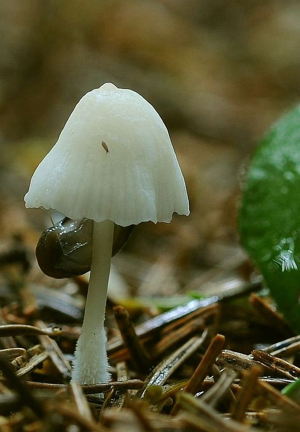 prilbička Mycena sp.