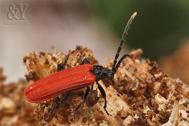 (Lycidae) Platycis minutus