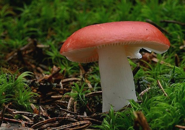 plávka Russula sp.