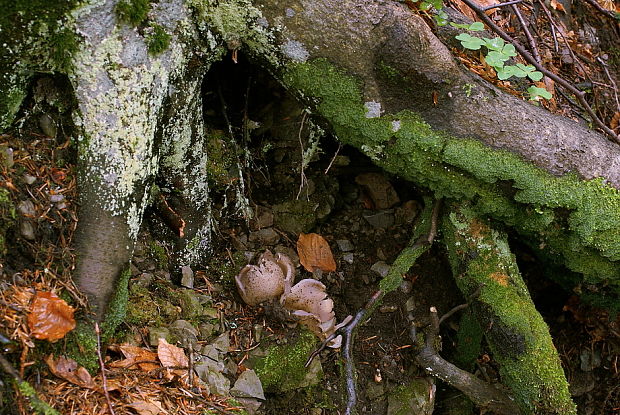 tulipánovka fialová - biotop  Sarcosphaera coronaria