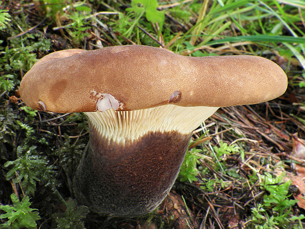 čechračka tmavohlúbiková Tapinella atrotomentosa (Batsch) Šutara