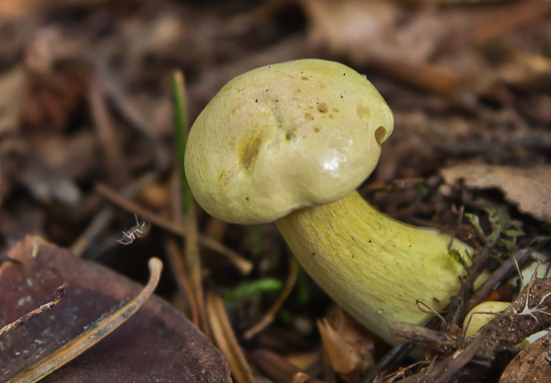 čírovka sírovožltá Tricholoma sulphureum (Bull.) P. Kumm.