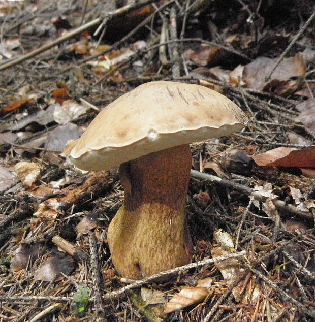 podhríb žlčový Tylopilus felleus (Bull.) P. Karst.