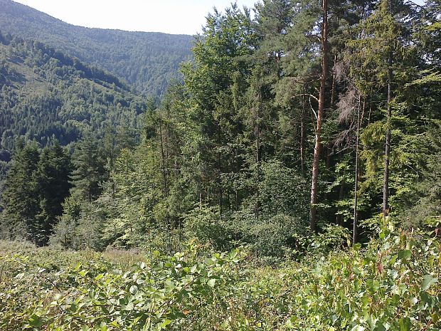 Krásna prírodná scenéria hôr nad Slovinkami pri Krompachoch