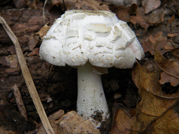 pečiarka ? Agaricus sp.