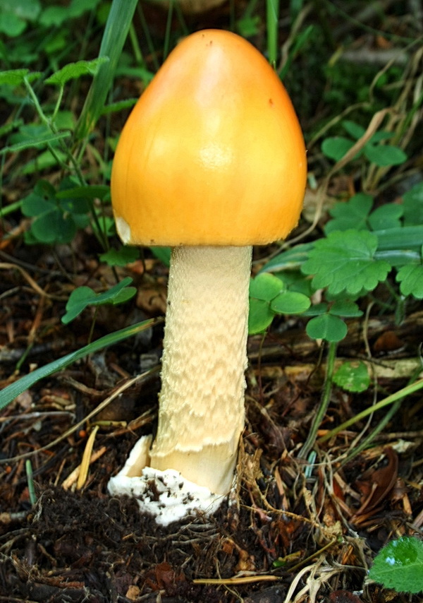 muchotrávka oranžová Amanita crocea (Quél.) Singer