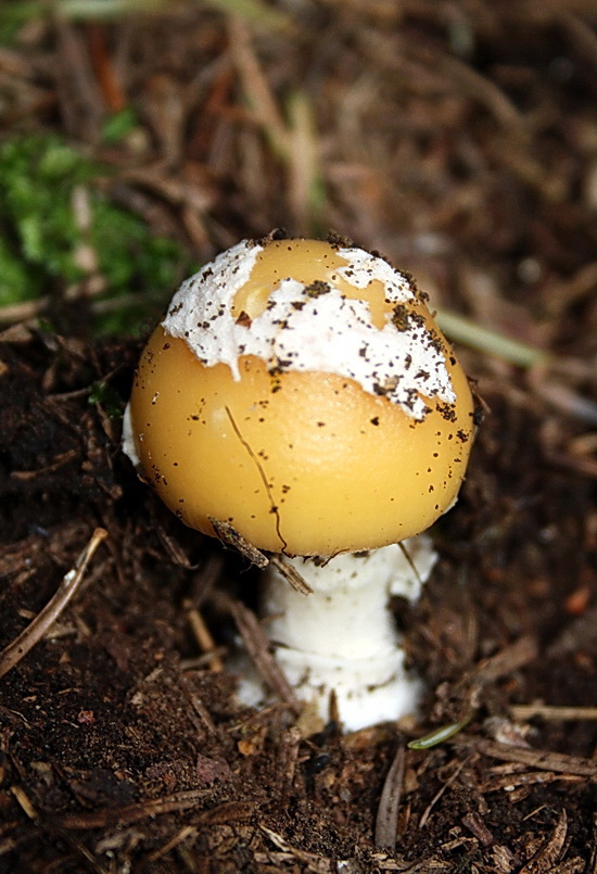 muchotrávka slamovožltá Amanita gemmata (Fr.) Bertill.