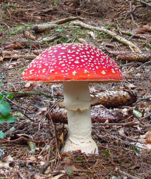 muchotrávka červená Amanita muscaria (L.) Lam.