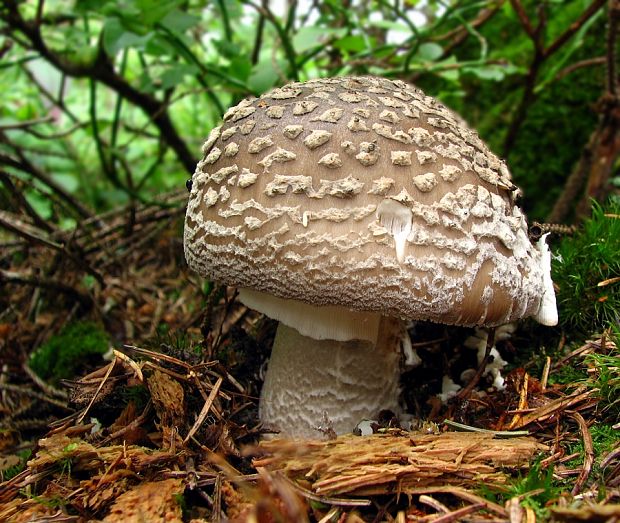 muchotrávka červenkastá Amanita rubescens Pers.