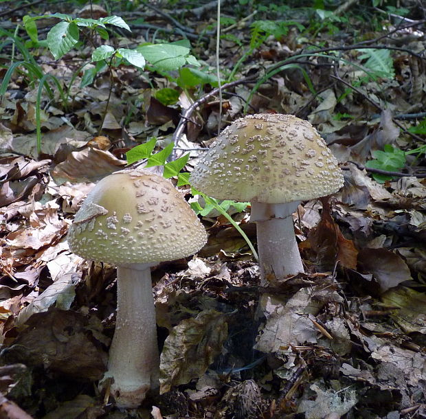 muchotrávka červenkastá Amanita rubescens Pers.