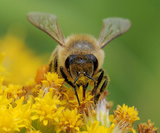 včela medonosná Apis mellifera