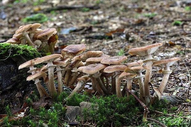 podpňovka tmavá Armillaria ostoyae (Romagn.) Herink