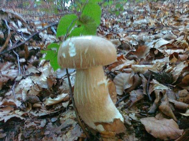 hríb smrekový Boletus edulis Bull.