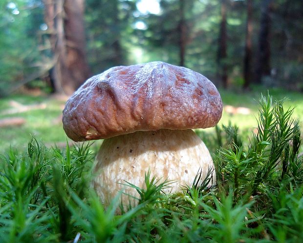 hríb smrekový Boletus edulis Bull.