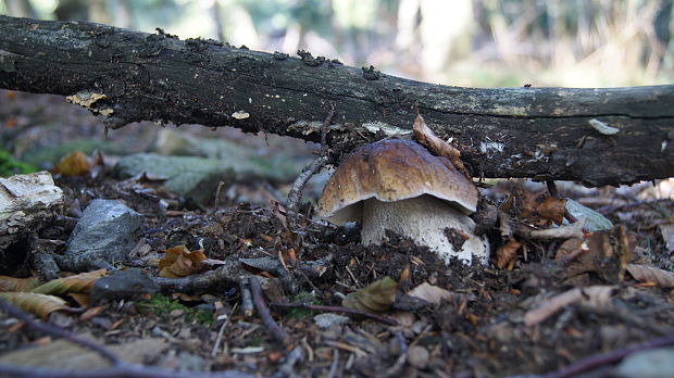 hríb smrekový Boletus edulis Bull.