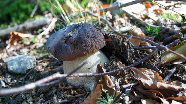 hríb smrekový Boletus edulis Bull.