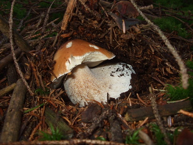 hríb smrekový Boletus edulis Bull.