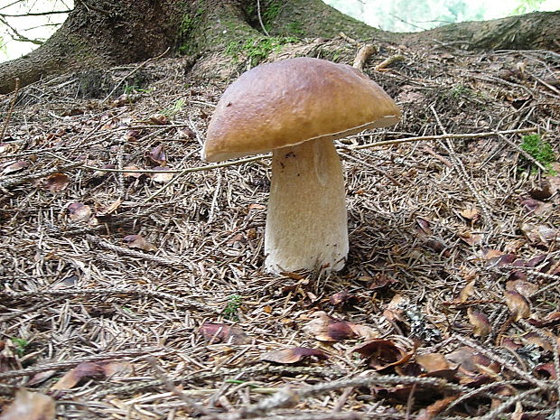 hríb smrekový Boletus edulis Bull.